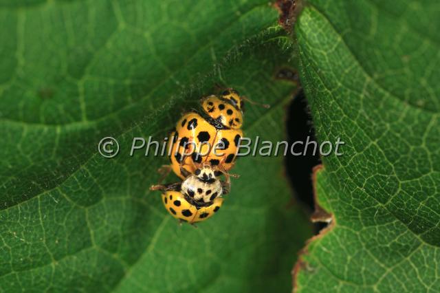thea vigintiduopunctata.JPG - Thea vigintiduopunctataCoccinelle à 22 points (accouplement)Lady beetleColeoptera, CoccinellidaeFrance